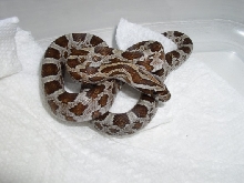 rootbeer hatchling