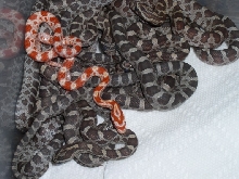rootbeer and creamsicle hatchlings