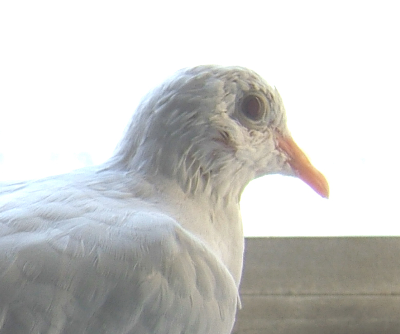 Baby dove named Miracle