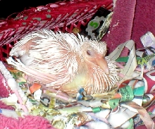 Miracle just born