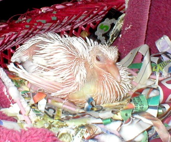 Miracle just born