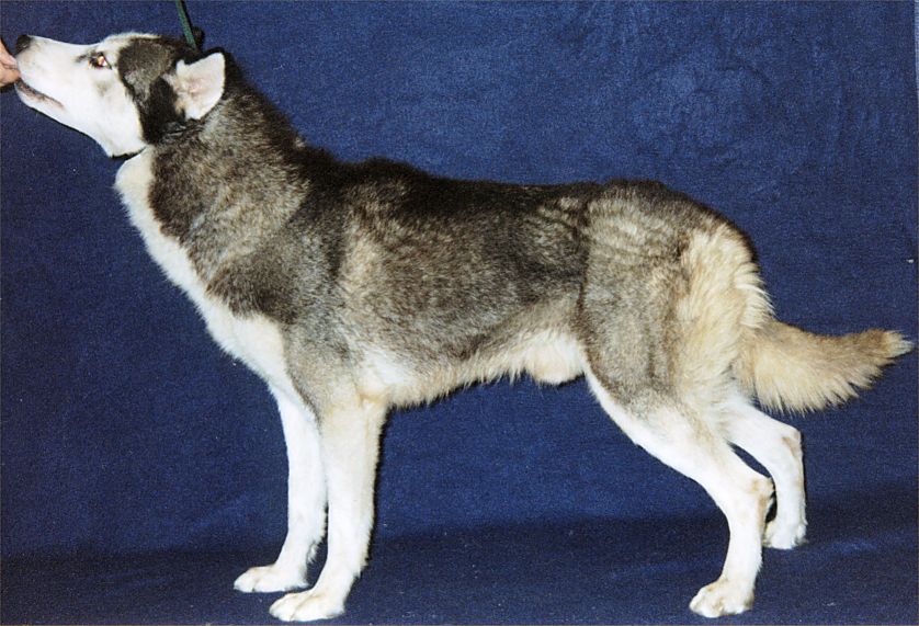 Blackhawkes Lucky Star