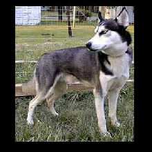 Blackhawkes Total Eclipse