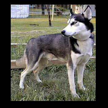 Blackhawkes Total Eclipse