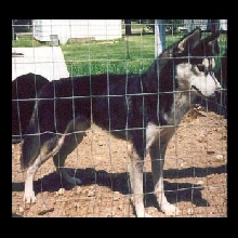 Blackhawke's Krys - kennel