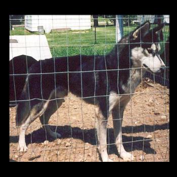 Blackhawke's Krys - kennel