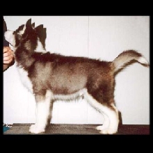 Branik's Echo Of Thunder - puppy