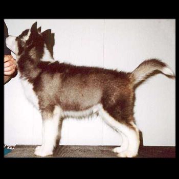 Branik's Echo Of Thunder - puppy