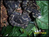 Irian Jaya about to shed