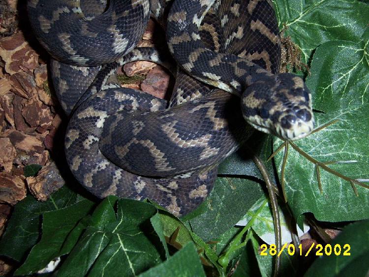 Irian Jaya about to shed