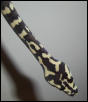 After Shed