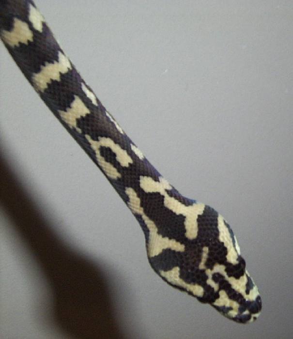 After Shed