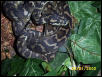 Irian Jaya near shed coiled up