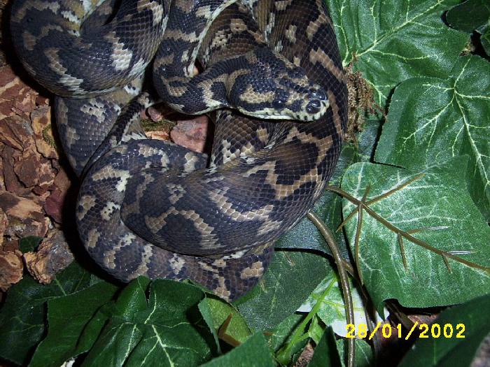Irian Jaya near shed coiled up
