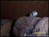 Kingsnake peeking