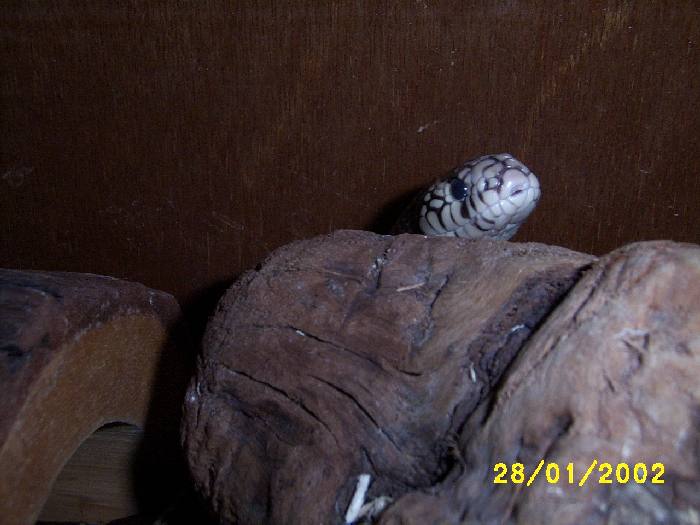 Kingsnake peeking