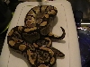 burgandy ball male