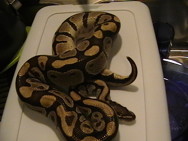 burgandy ball male