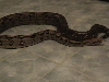 breeding pair of boas