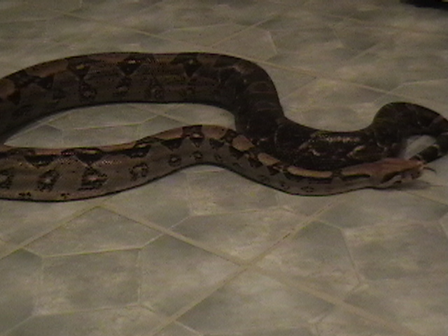 breeding pair of boas