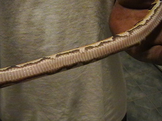 yellow belly 1