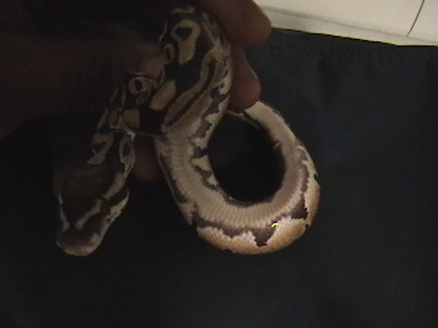 yellow belly 2