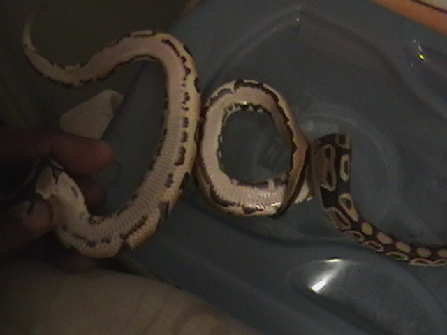 yellow belly 5