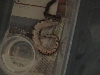 yellow belly 6