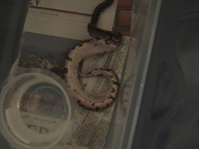 yellow belly 6