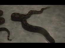 gravid female boa