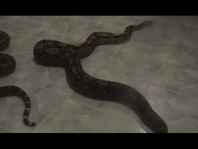 gravid female boa