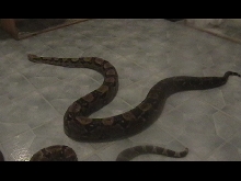 pair boas
