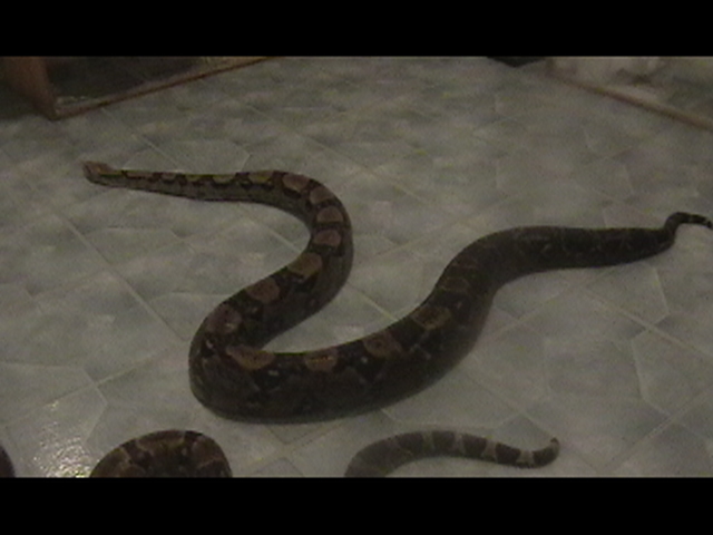 pair boas