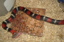 tri feeder