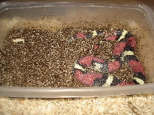 female tri-color