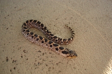 southern hognose snake