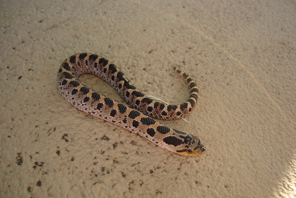 southern hognose snake