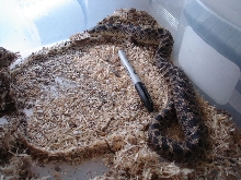 gravid female southern hog