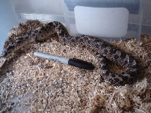 gravid female southern