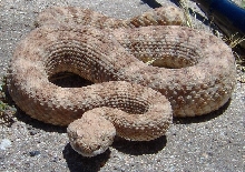 south west spec