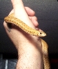 hypo red mole snake -pseudaspis cana