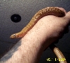 mole snake - pseudaspis cana