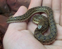 common mole snake - pseudaspis cana