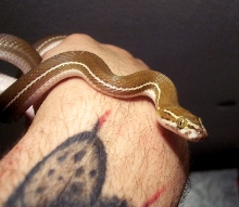 striped house snake- Lamprophis Lineatus