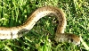striped mole snake - pseudaspis cana
