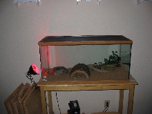 gecko tank setup