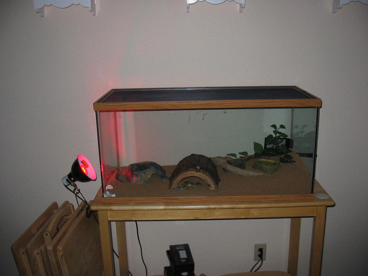 gecko tank setup