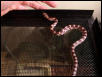 Henry the cornsnake