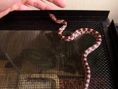 Henry the cornsnake