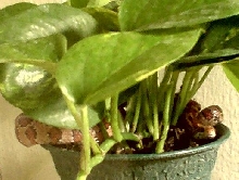 henry in his plant (pothos)